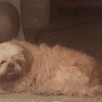 Monica's Superior K-9's - Winter coat is ready to be groomed away! - Pet Groomers Near Me - La Grange, Illinois Monica's Superior K-9's - Winter coat is ready to be groomed away! - Pet Groomers Near Me - La Grange, Illinois