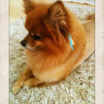 Austin Pet Stylist - Emma with some feathers - Pet Groomers Near Me - Austin, Texas Austin Pet Stylist - Emma with some feathers - Pet Groomers Near Me - Austin, Texas
