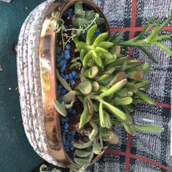 Rosie's Posies