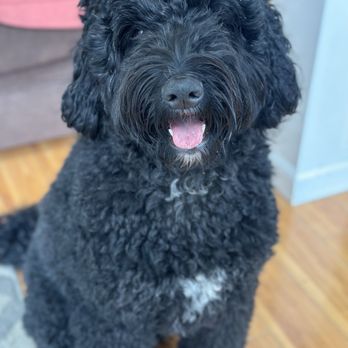 The Dapper Dog Salon & Boutique - Clementine before and after - Pet Groomers Near Me - Mill Valley, California The Dapper Dog Salon & Boutique - Clementine before and after - Pet Groomers Near Me - Mill Valley, California