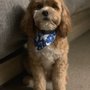 Photo of The Sound Hound Pet Spa