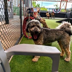 Good Dog Bar and Dog Park