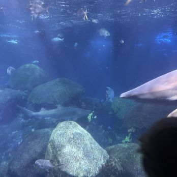 Tennessee Aquarium - Large tank with sharks - Aquariums Near Me - Chattanooga, Tennessee Tennessee Aquarium - Large tank with sharks - Aquariums Near Me - Chattanooga, Tennessee