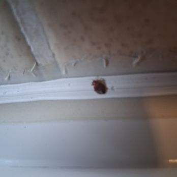 Bluegrass Inn - Bed bug Bed bug - Hotels Near Me - Frankfort, Kentucky