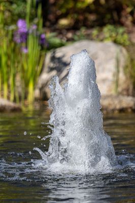 Coastal Maine Botanical Gardens by null