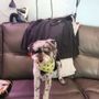 Photo of Marilyns Mobile Pet Spaw