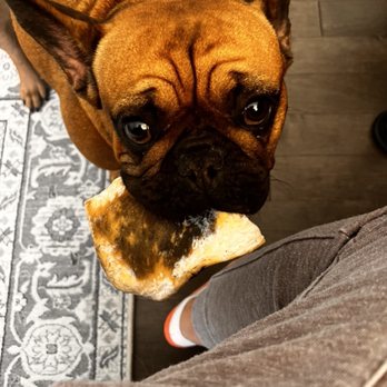 Raw Feeding Miami - Pet Services Near Me - Miami, Florida
