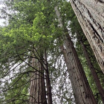Rio Nido Lodge - Redwoods - Hotels Near Me - Guerneville, California Rio Nido Lodge - Redwoods - Hotels Near Me - Guerneville, California