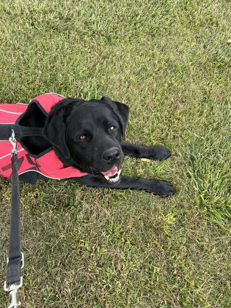 Diamond-A-Kennels Image