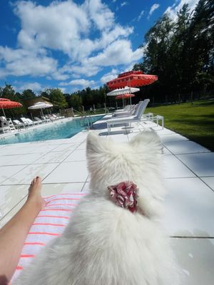 Prospect Berkshires by null