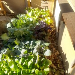 Queen Beach Printers Inc - Thank you Queen Beach Printers in help make our urban garden a success.