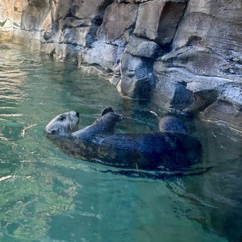 Seattle Aquarium - Sea otters - Aquariums Near Me - Seattle, Washington Seattle Aquarium - Sea otters - Aquariums Near Me - Seattle, Washington
