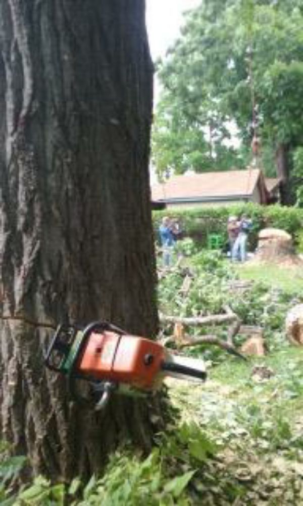 Slide of Flores Tree Service