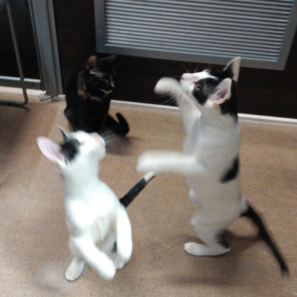 Saving One Life - Playtime with the kitties - Pet Adoption Near Me