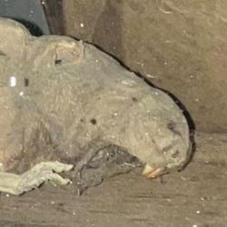 Spyro's Gyros - Mummified rat