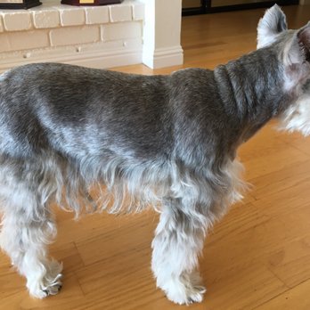 Petco - Leg hair uneven - Pet Stores Near Me - San Francisco, California Petco - Leg hair uneven - Pet Stores Near Me - San Francisco, California