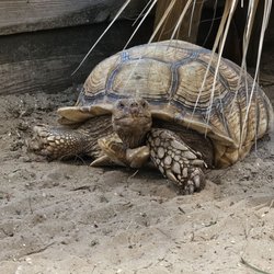 Surfin' Turtle Ice Cream Shoppe - Turtle!!!