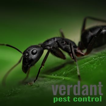 Verdant Pest Control - March is carpenter ant month. - Pest Control Near Me