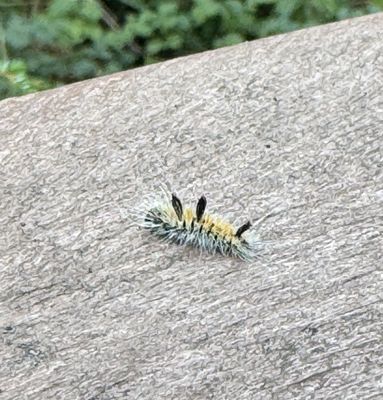Willapa National Wildlife Refuge by null