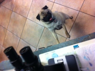 Carroll Gardens Veterinary Group by null