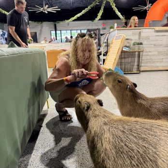 Capybara Cafe - Themed Cafes Near Me - St. Petersburg, Florida Capybara Cafe - Themed Cafes Near Me - St. Petersburg, Florida