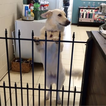 Clipz Pet Salon - Excited for mommy to see my new 'do! - Pet Groomers Near Me - Upland, California Clipz Pet Salon - Excited for mommy to see my new 'do! - Pet Groomers Near Me - Upland, California