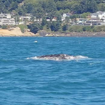 Tradewinds Charters - Whale Watching & Fishing - Oregon - Boat Charters Near Me - Depoe Bay, Oregon