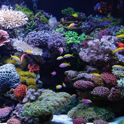 AquaLux Aquatics