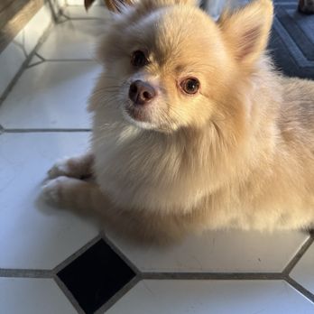 VIP Dog Grooming - Chapi - Pet Groomers Near Me - Stanton, California