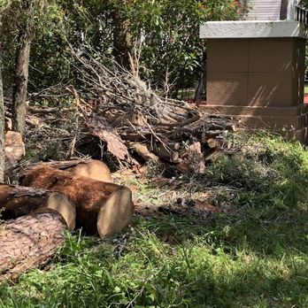 A Absolute Tree Service - Tree Services Near Me - Palm Harbor, Florida