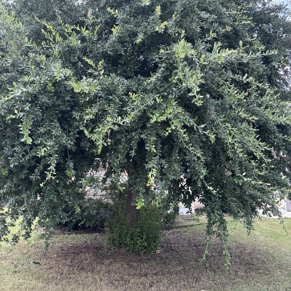 Mike's Tree Service - Before - Tree Services Near Me - Leander, Texas Mike's Tree Service - Before - Tree Services Near Me - Leander, Texas