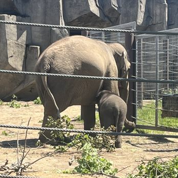 Columbus Zoo and Aquarium - Momma and baby elephants - Zoos Near Me - Powell, Ohio
