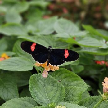 GT Butterfly House & Bug Zoo - Zoos Near Me - Williamsburg, Michigan GT Butterfly House & Bug Zoo - Zoos Near Me - Williamsburg, Michigan
