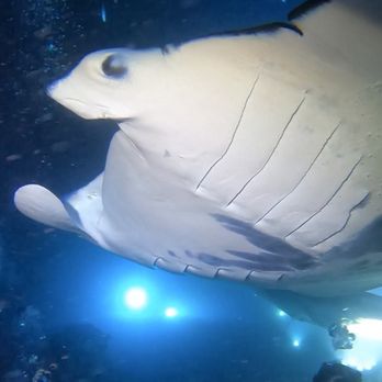 Aquatic Life Divers - 15' tip to tip manta ray - Scuba Diving Near Me - Kailua-kona, Hawaii Aquatic Life Divers - 15' tip to tip manta ray - Scuba Diving Near Me - Kailua-kona, Hawaii