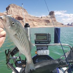 Up Lake Adventures - Striped Bass at Gunsight Butte.