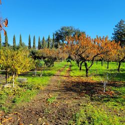 Jacobsen Orchards - Pathway to the trees