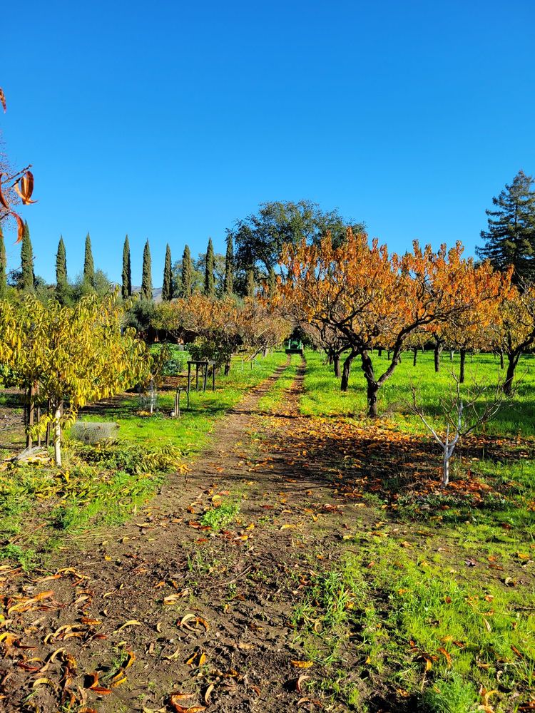 Jacobsen Orchards Logo