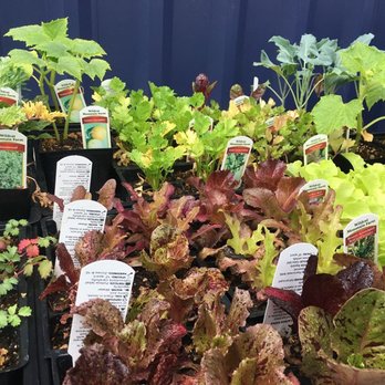 Cully Farm Store - Vegetable Starts - Lettuce - Livestock Feed & Supply Near Me - Portland, Oregon Cully Farm Store - Vegetable Starts - Lettuce - Livestock Feed & Supply Near Me - Portland, Oregon