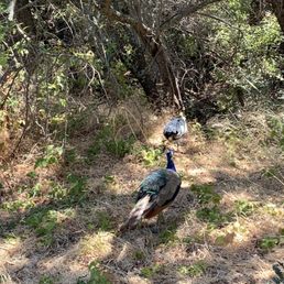 More peacocks up close and personal. No zooming