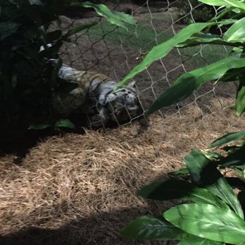 Mike the Tiger Habitat - Local Flavor Near Me - Baton Rouge, Louisiana Mike the Tiger Habitat - Local Flavor Near Me - Baton Rouge, Louisiana