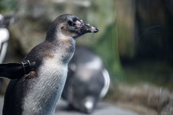 Monterey Bay Aquarium by null