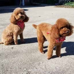 Just got back from their hair appt at Debbie's pet salon. Summer hair style