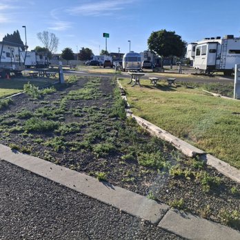 Wine Country RV Park - Weeds and poorly maintained site - RV Parks Near Me - Prosser, Washington Wine Country RV Park - Weeds and poorly maintained site - RV Parks Near Me - Prosser, Washington
