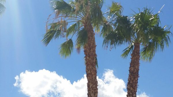 Delano Beach Club by null