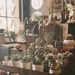 CIVAL Collective - Cactus in vintage planters
