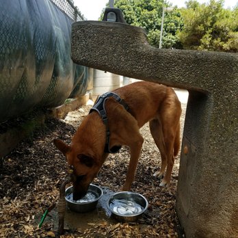 Polliwog Park - Clean water for your dog! - Parks Near Me - Manhattan Beach, California