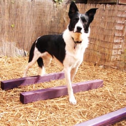 Animal Physiotherapy - Pole work