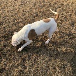 Swan Kennels & Training Center