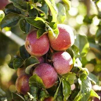 Applegarden Farm Cider Mill - Summer apple - Beer, Wine & Spirits Near Me - Tomales, California Applegarden Farm Cider Mill - Summer apple - Beer, Wine & Spirits Near Me - Tomales, California