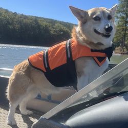 All Pets & Paws Animal Hospital - Healthy Corgi!